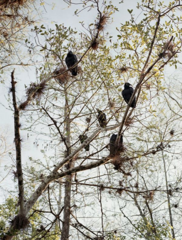 树梢上警觉的土耳其秃鹫