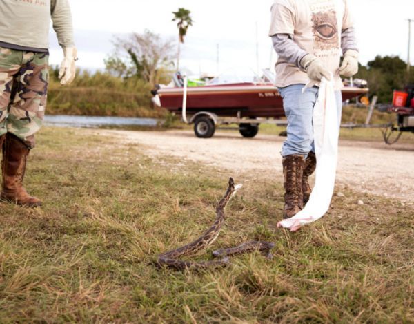来自“沼泽猿人”捕蟒小队的埃里克和乔治在捕捉到一条蟒蛇后准备送往有关部门