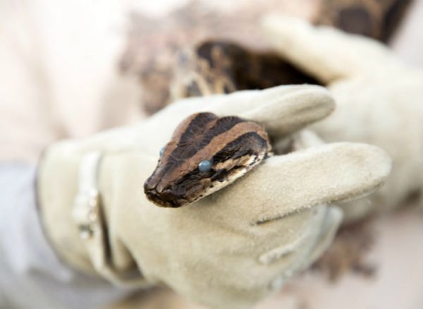 一条瞳孔颜色很特殊的缅甸蟒