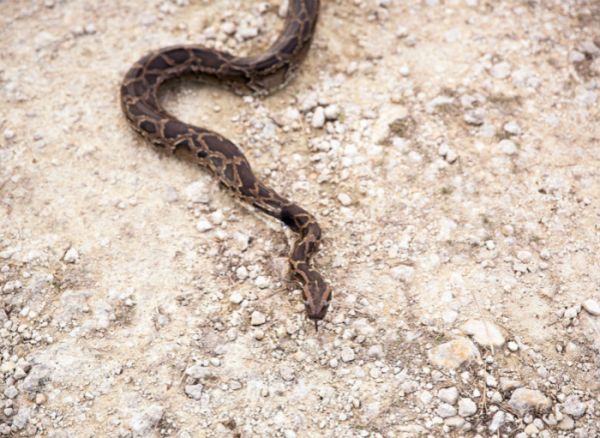 一群自称“沼泽猿人（The Swamp Apes）”的猎人在一个青蛙塘旁捉住了这条蟒蛇