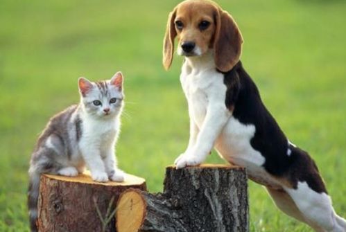 世界级宠物比赛有哪些机构？你了解它们背后的故事吗？