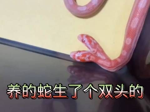 你敢相信吗：宠物蛇居然产下了一只双头蛇宝宝