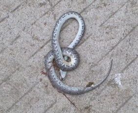 养宠蛇，价格亲民，快来领养！