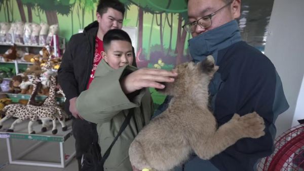 新春摸狮头,游客与小狮子亲密接触。