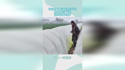 有条件自己种之后留种，最毒莫过干姜，谁种谁不吱声！