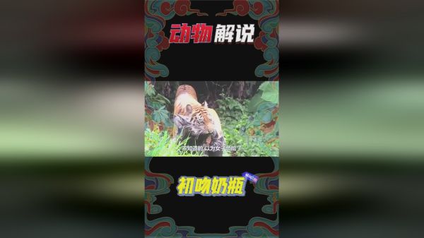 女子放生老虎，时隔5年后再相遇，竟直接被猛虎“锁了喉”！