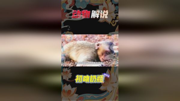 猴子被眼镜蛇咬到后，口吐白沫眼神涣散，它还能存活下来吗？