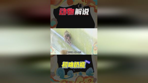 小猴子的头被钢管卡住，母猴的做法值得我们学习，过程很有意思