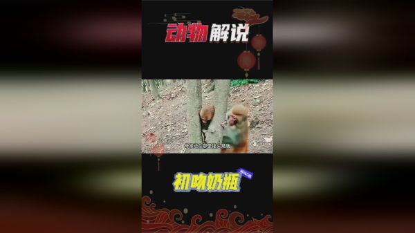 小猴子的头卡在树枝中，母猴生拉硬拽的营救方式，让小猴子很痛苦