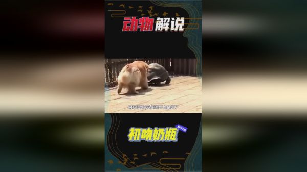 金毛模仿乌龟走路，学得有模有样，网友：这家伙太皮了！