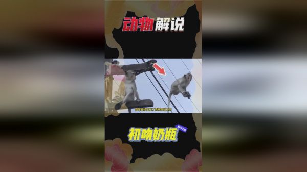 猴子在电线上奔跑，不料被高压电吸住，以至于全身僵硬无法动弹