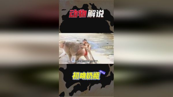 小猴子躺地上撒泼打滚，母猴为了让小猴子断奶，选择放任不管
