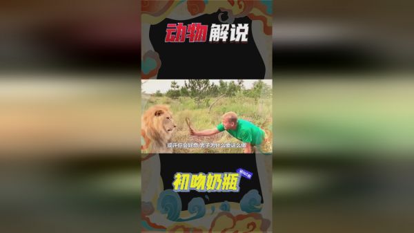 男子用拖鞋打狮子，狮子的反应太可爱了，镜头记录全过程