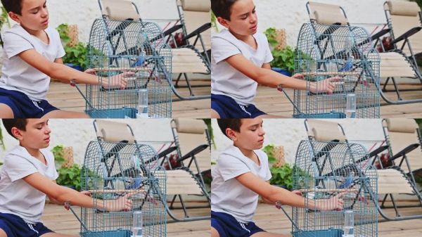 男孩和笼子里的宠物鸟亲密无间