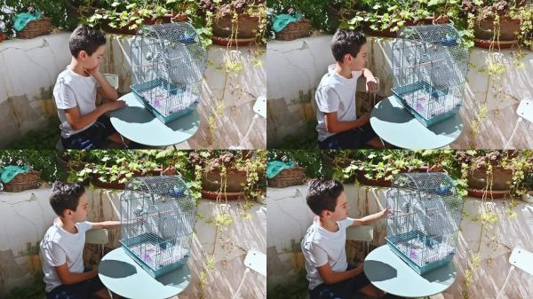 小男孩在笼子里玩宠物鸟