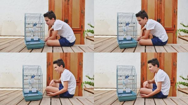 小男孩在笼子里和他的宠物鸟玩耍