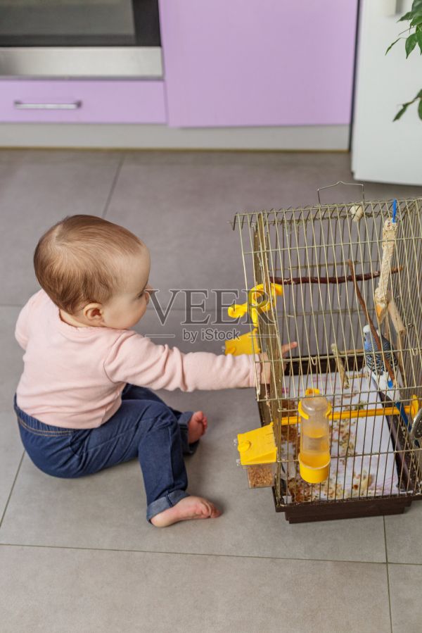家里的幼儿伸手去够笼子里的宠物鸟照片摄影图片