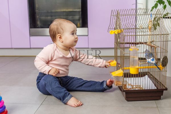 好奇的婴儿坐在地板上，看着笼子里的宠物鸟照片摄影图片