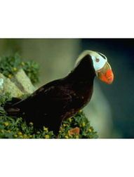 “布谷鸟鸣，宠物界的清音使者”