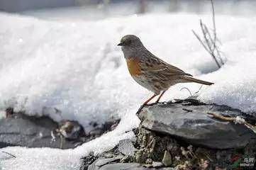 揭秘宠物莺鸟鸣叫之谜:如何训练与欣赏它们的悦耳之声?