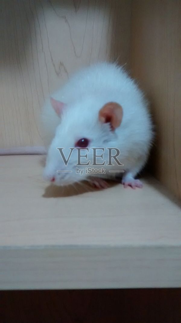 白色小宠物鼠照片摄影图片