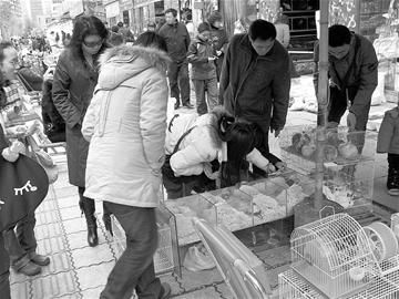 鼠年养鼠小心染上出血热