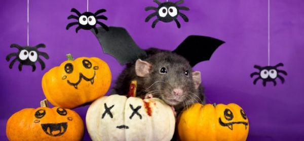 可恶的摄影师，又想骗我养仓鼠