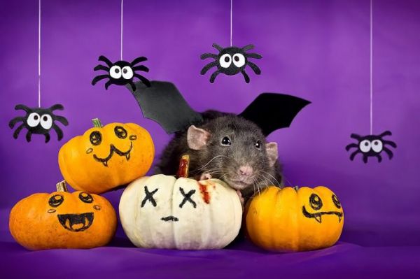 可恶的摄影师，又想骗我养仓鼠