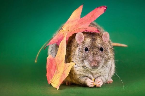 可恶的摄影师，又想骗我养仓鼠