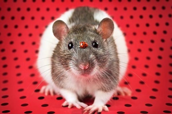 可恶的摄影师，又想骗我养仓鼠