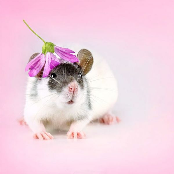 可恶的摄影师，又想骗我养仓鼠