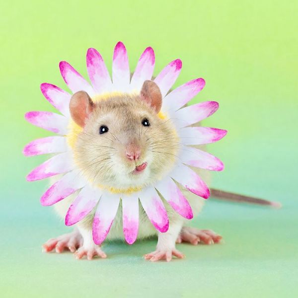 可恶的摄影师，又想骗我养仓鼠