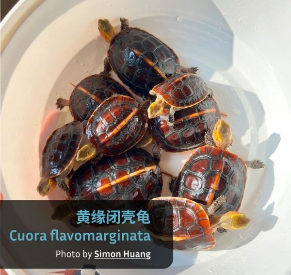 Simon饲养的黄缘闭壳龟