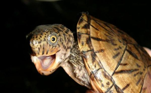 巨头麝香龟的科普小知识,已奉上~