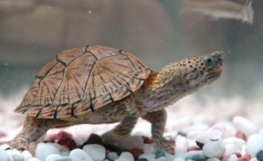 巨头麝香龟的科普小知识,已奉上~