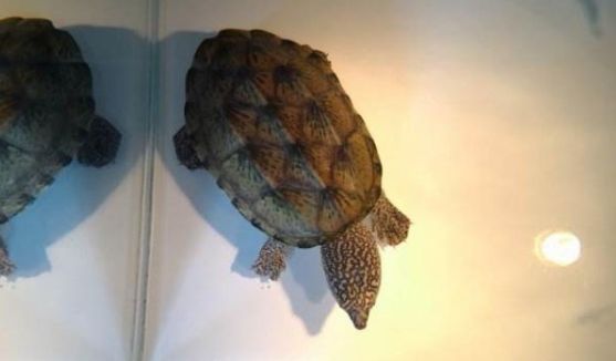 巨头麝香龟的科普小知识,已奉上~