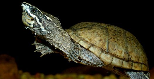 密西西比麝香龟饲养温度多少合适?来看看吧