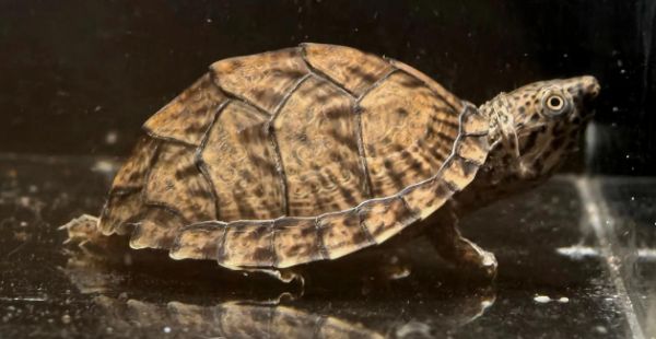 密西西比麝香龟饲养温度多少合适?来看看吧