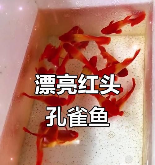 红头红尾孔雀鱼繁殖的最佳时机是什么时候？