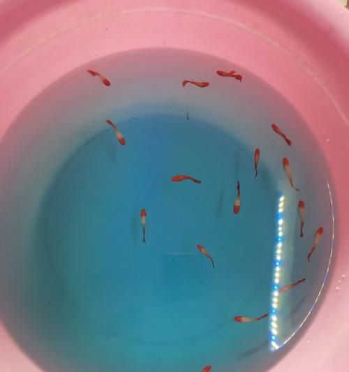 红头红尾孔雀鱼繁殖的最佳时机是什么时候？