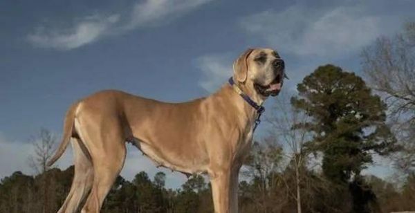 哪些大型犬种适合孩子？这些犬种有何特点？