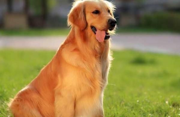 大型犬有哪几种-图1