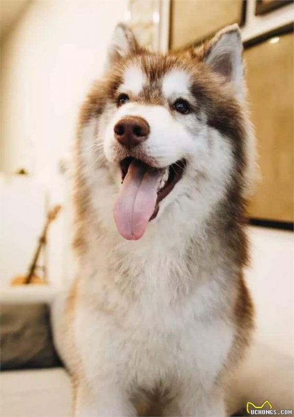 最受爱犬人士欢迎的十种大型犬