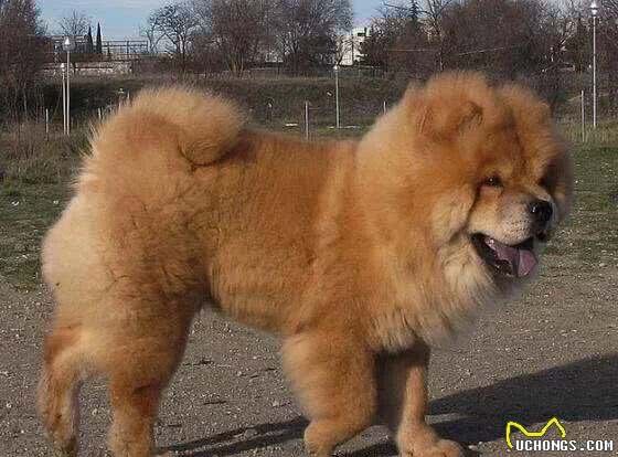 最受爱犬人士欢迎的十种大型犬