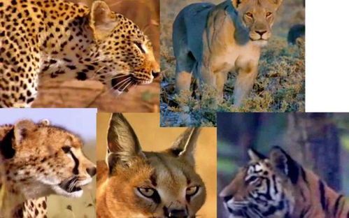 猫与狗的奇妙相遇