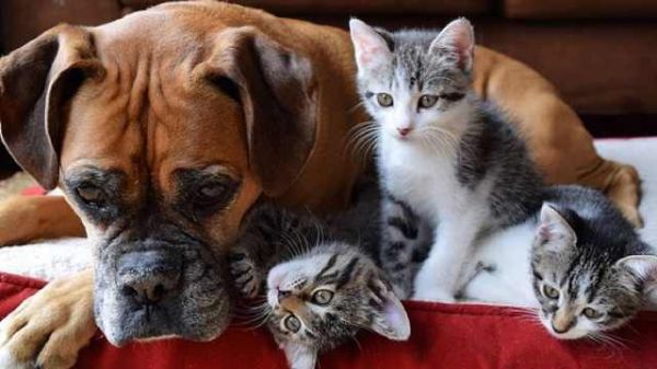 猫与狗的奇妙相遇