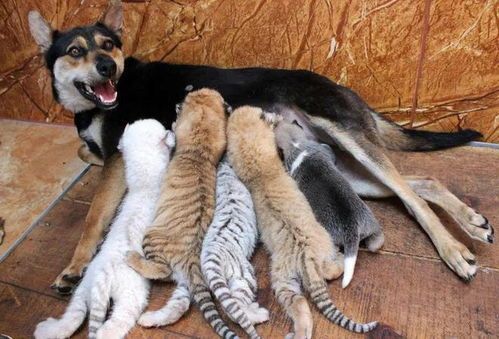 猫与狗的奇妙相遇