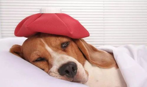 如何自我监测宠物猫狗的健康体温?