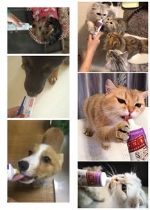 洛克宠物:如何选择适合自己的宠物?十大适合国内养宠物的品种推荐