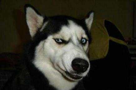 洛克宠物:如何选择适合自己的宠物?十大适合国内养宠物的品种推荐